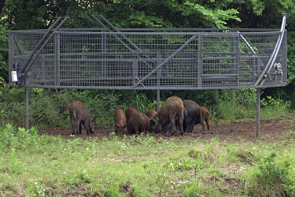 trapping hogs
