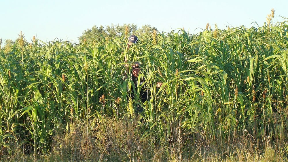 tall corn cover