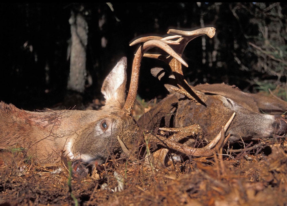 whitetails with antlers locked